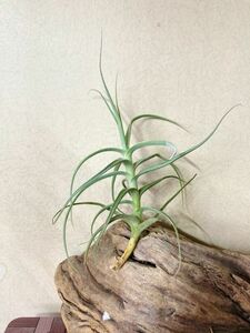 [Frontier Plants]chi Ran jia* let's Dance T. Let's Dance (T. streptocarpa X T. paleacea)brome задний воздушный растения 