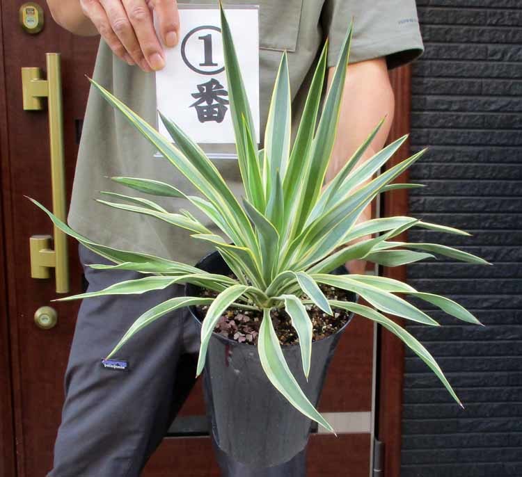 超希少品種】ユッカ グロリオサ 散り斑 大株 キミガヨラン