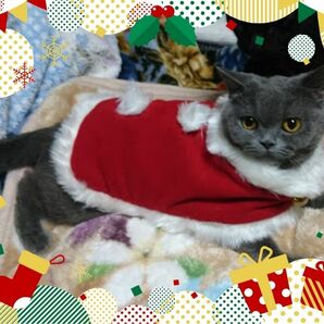 ペット　着ぐるみ　猫の服　ペット服　クリスマス
