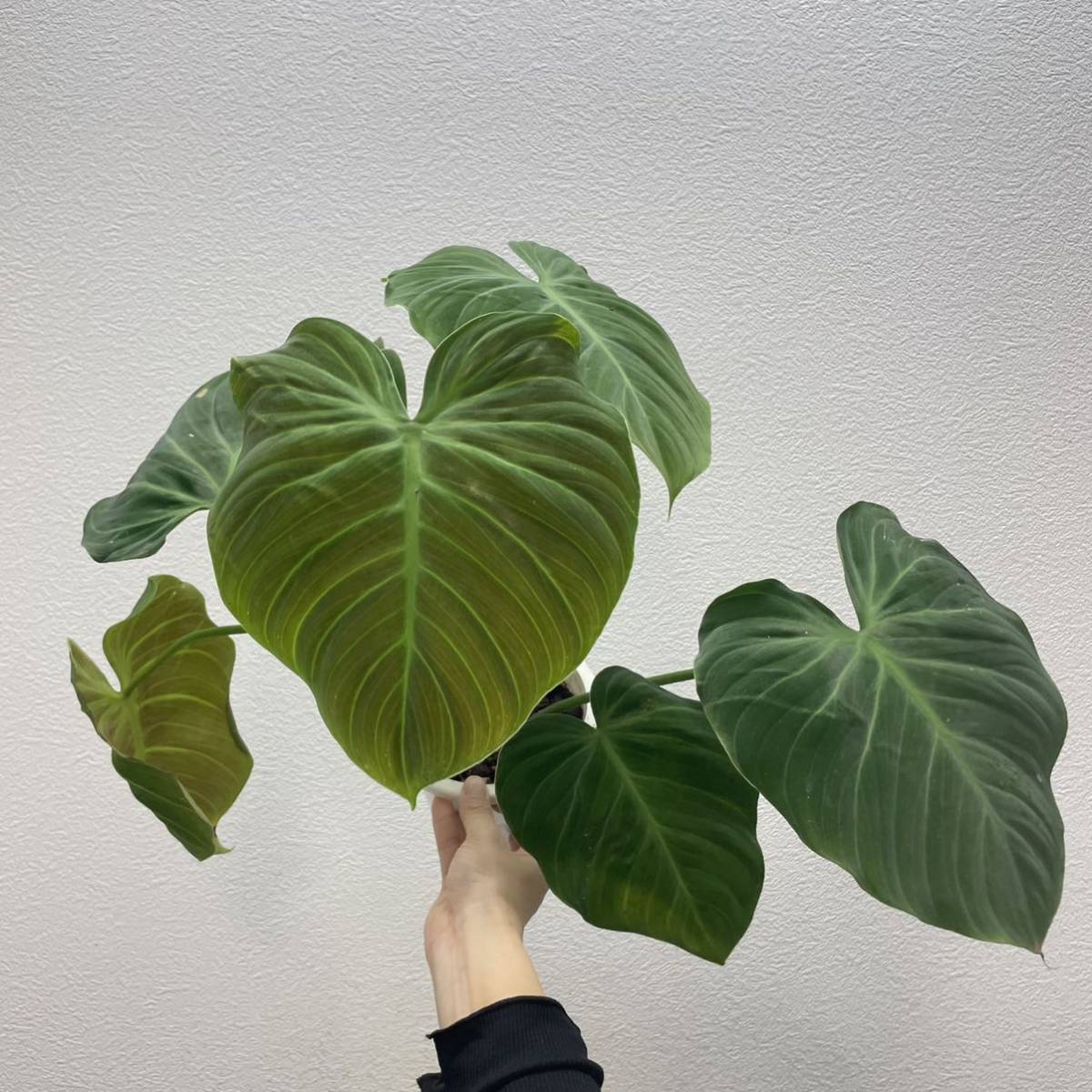 ヤフオク! -「choco.」(その他) (観葉植物)の落札相場・落札価格