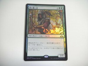 C13【MTG】獣に囁く者 Foil 即決