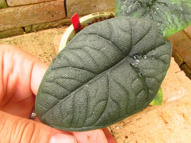 ヤフオク! -「アロカシア メロ」(観葉植物) の落札相場・落札価格