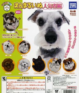 *........*...... popular person compilation...4 kind ( Hokkaido dog / She's -/ miniature shunau The -) dog /.. Chan /.../ animal... figure 