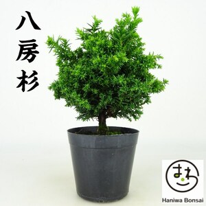 盆栽 八房 杉 すぎ Cryptomeria japonica スギ ヒノキ科 スギ属 常緑樹 観賞用 小品 数量物