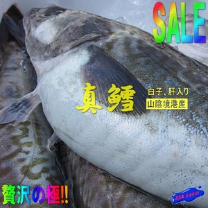 ★白子・肝入り★「活生、真鱈オス 6-7kg」特大 『魚王国』境港産