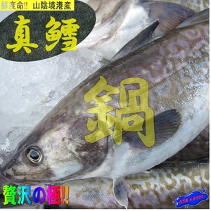 * male female indefinite *[. raw, genuine .4-5kg][ fish kingdom ].. production 