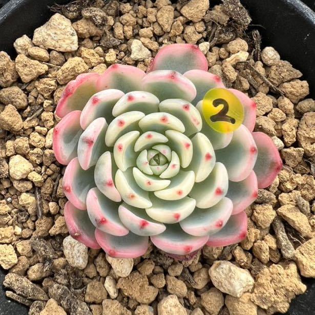 ヤフオク! -多肉植物 韓国苗(花、園芸)の中古品・新品・未使用品一覧