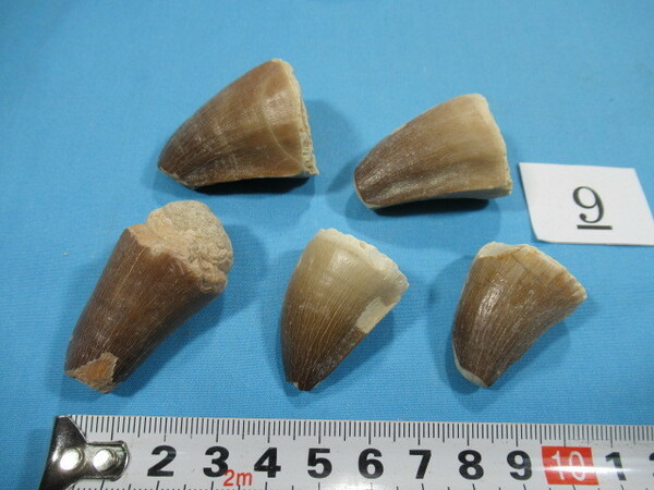 ◆モササウルスの歯の化石◆５個セット◆3.2-4.2cm◆No.9◆送料無料