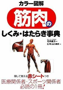 カラー図解　筋肉のしくみ・はたらき事典／石井直方【監修】，左明，山口典孝【共著】