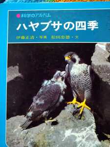 ハヤブサの四季　伊藤正清・写真　松田忠徳・文　科学のアルバム　あかね書房　図書館廃棄本