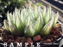 H. harryi, IB07183, Apolskraal (H.cooperi 'gordoniana') / 多肉植物 ハオルチア ゴルドニアナ ハリー Haworthia_画像4