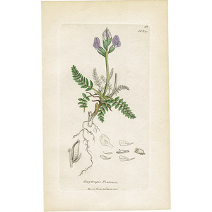 イギリス アンティーク ボタニカルアート / 植物画 銅版画 Oxytropis uralensis. オヤマノエンドウ属 plate.1024,1839年 0595