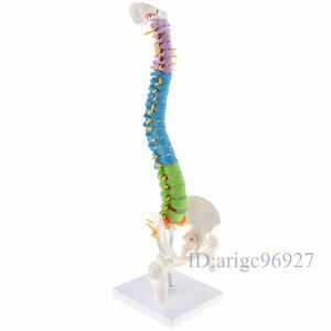 X587☆新品解剖学的 柔軟 色分けされ脊椎モデルた 等身大 科学教育 医療 医学 骨盤と大腿骨完成品 模型を備えた 約45cm 色分けル モデ