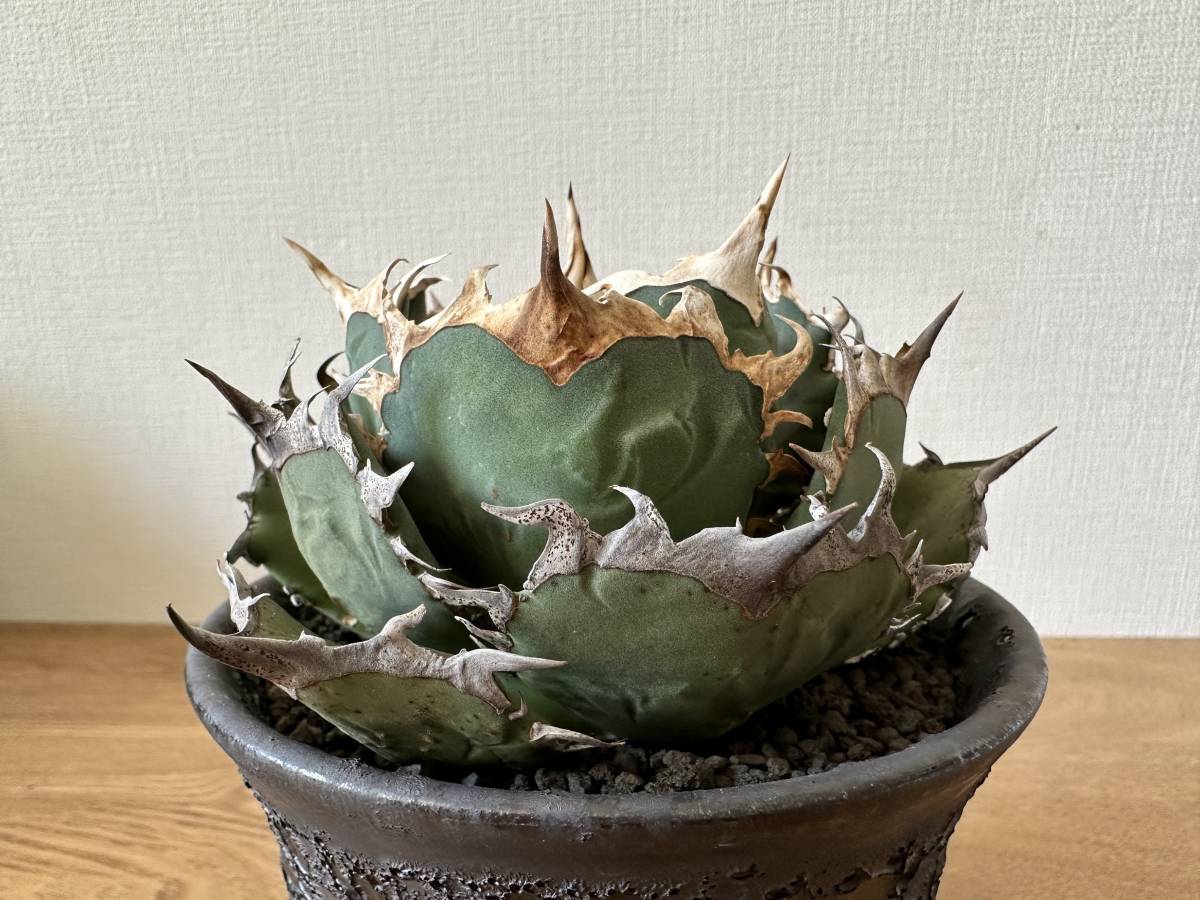 最大55%OFFクーポン Valiem バリウム1.5周年記念 鉢 アガベ観葉植物