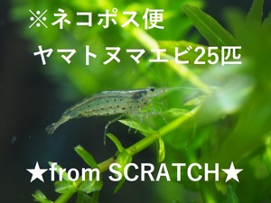 送料無料★ヤマトヌマエビ　25匹＋サービス分 （ヌマエビ）from SCRATCH.