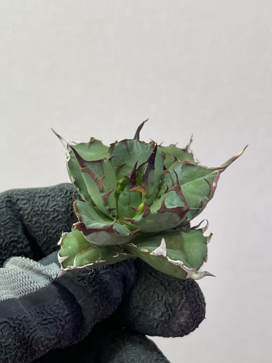 ヤフオク! -「(厳)」(アガベ) (観葉植物)の落札相場・落札価格