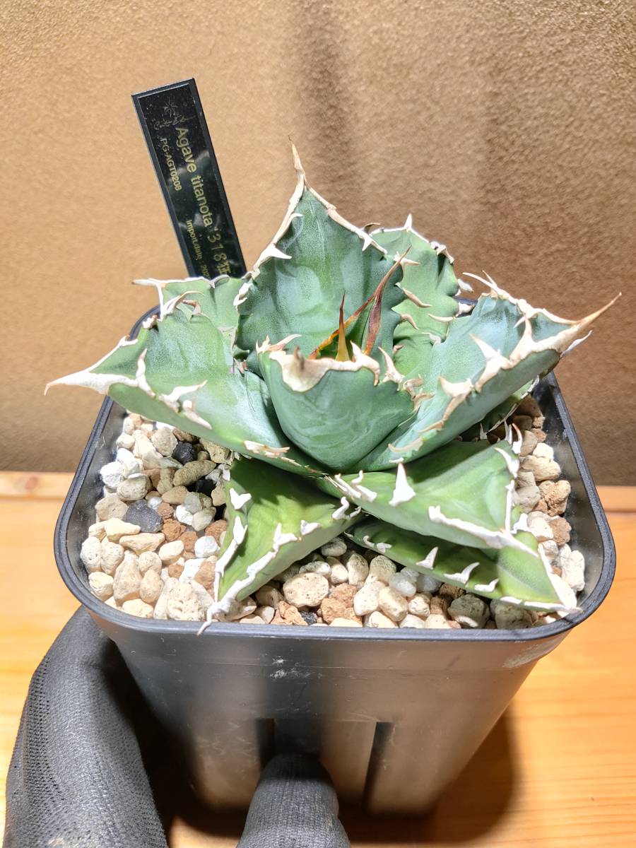 ヤフオク! -「台湾」(アガベ) (観葉植物)の落札相場・落札価格