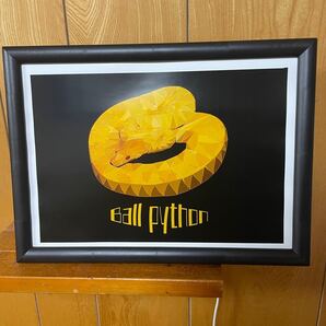 デジタルイラスト A4ポスター ball python