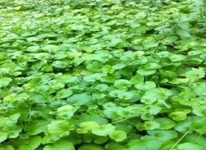 カルダミネリラタ（5本）　◆メダカにもあう水田にある水草◆