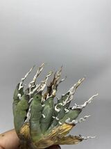 S1115-41陽炎小形曲棘アガベ ユタエンシス /Agave utahensis _画像6