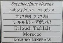 外国産化石　Scyphocrinus elegans スキフォクリヌスエレガンス　Morocco_画像2