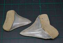 日本産化石 Carcharodon carcharias(LINNAEUS) ホホジロザメの歯　千葉県君津市_画像6