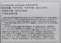 日本産化石 Carcharodon carcharias(LINNAEUS) ホホジロザメの歯　千葉県君津市_画像2