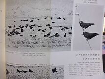 野鳥 322号　植物雑話・ブタクサ　とんぼを呼び戻そう　モリツバメを見つけた！　東京都内でアリスイ観察　釧路東京フェリーで探鳥　_画像3