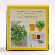 聖新陶芸 シアワセの黄色の花咲く クローバー栽培セット イエロー サイズ：約W11.5 D11.5 H12.3 GD-923_画像2