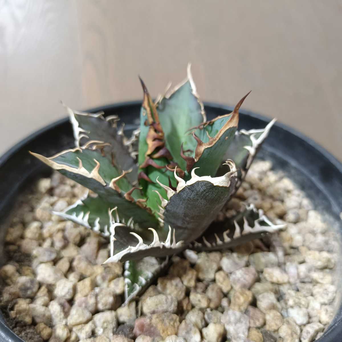 売実績 アガベチタノタ 海豹 特選株 植物/観葉植物 インテリア・住まい・小物 売実績 アガベチタノタ 海豹 特選株 植物/観葉植物 インテリア・住まい・小物