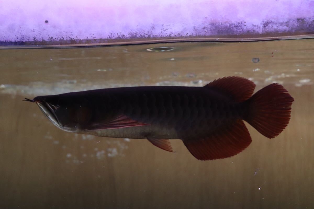 ヤフオク! -ブラックアロワナ(ペット、生き物)の中古品・新品・未使用 ...