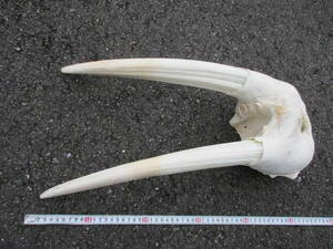 セイウチの頭骨と 牙２本一組！　総重量3.58kg　　　　（海象の歯牙　根付　コレクション　標本