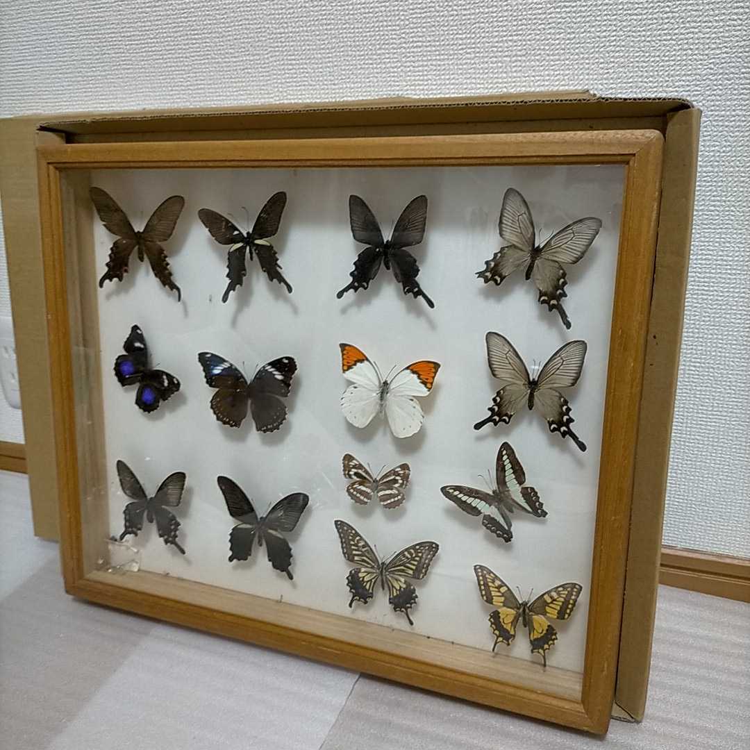 ヤフオク! -「蝶々 標本」(アンティーク、コレクション) の落札相場 