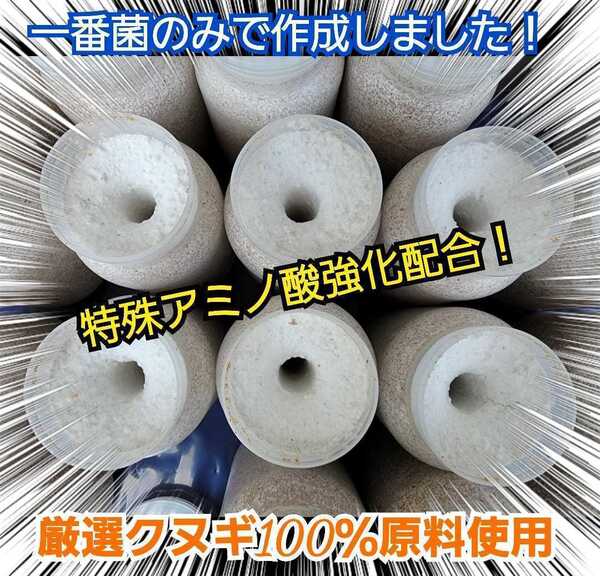 極上☆特殊アミノ酸配合!オオヒラタケ菌糸ボトル【6本】1100ml☆初菌のみで作成!トレハロース、ローヤルゼリー強化!ギネス級狙えます!