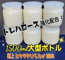 特大菌糸ボトル1500ml【6本】ヒマラヤひらたけ初菌で作成！特殊アミノ酸強化配合！国産オオクワガタ85mm羽化実績☆ヒラタ、ギラファにも！_画像1