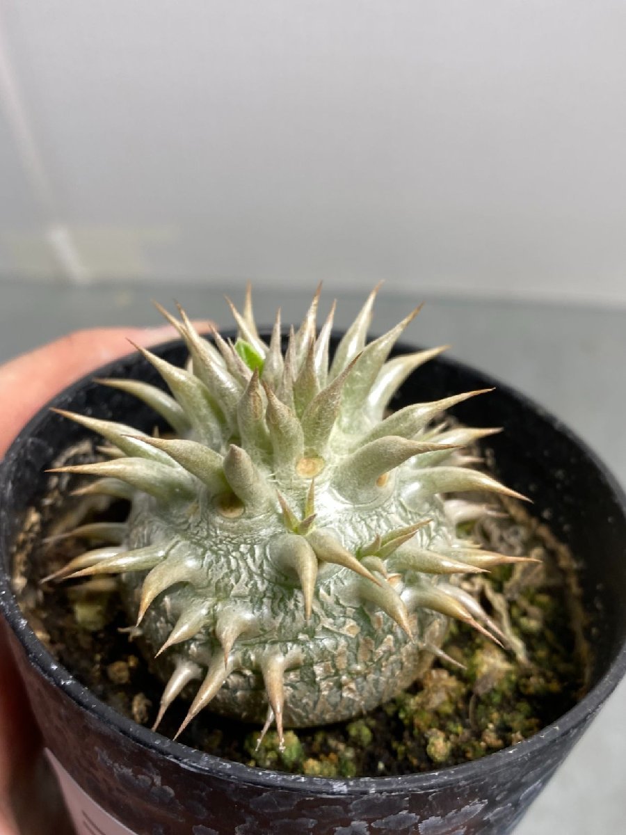 人気ブランド新作豊富 雪嶺 多肉植物 agave アガベ agave 多肉植物