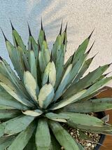 超大株 w37 アガベ マクロアカンサ Agave macroacantha チタノタ ユッカ ロストラータ Yuccaパキポ グラキリス 多肉 植物 ドライ ガーデン_画像2