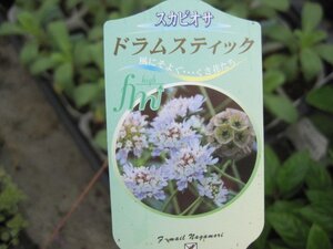 ヤフオク スカビオサ 苗の中古品 新品 未使用品一覧 ヤフオク スカビオサ 苗の中古品 新品 未使用品一覧