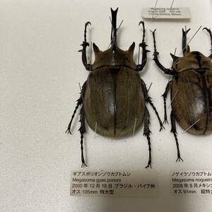 Дикая отдельная передача споронион Zokubutomushi 105 мм, буразил биус -жуки первичные насекомые бесплатная доставка шестерня Zokabuto