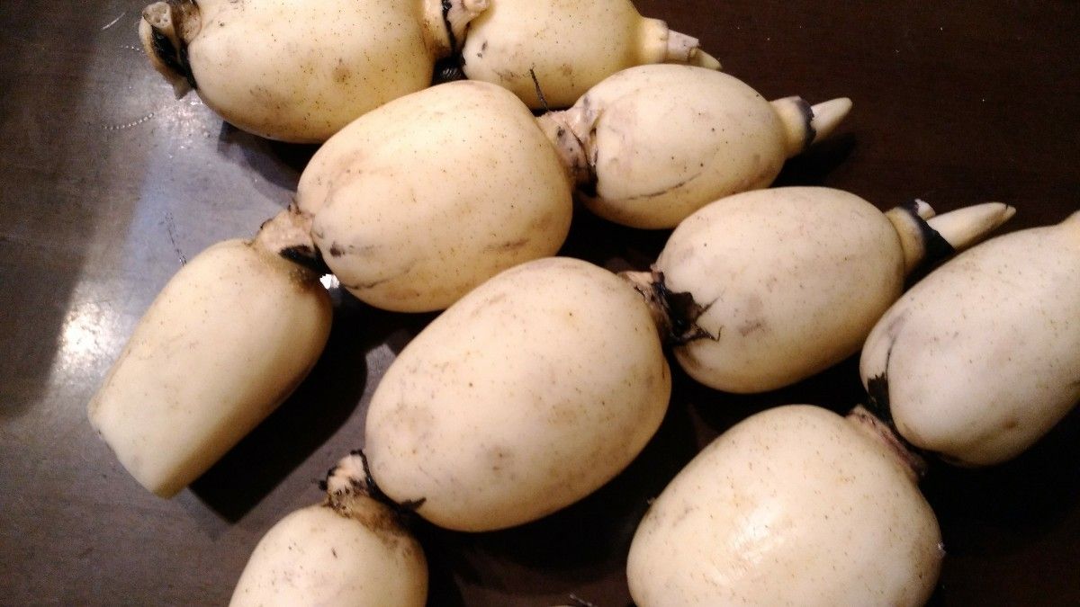 99%OFF!】 2kg れんこん 茨城県産 蓮根 堀り取り当日発送 nascd.edu.bd