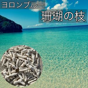 珊瑚 天然コーラル ホワイト サンゴ 枝珊瑚 (約10mm〜25mm)約1kg オブジェ・ディスプレイ・鑑賞用・ビンテージ