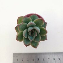 【122】多肉植物根付き苗 200品目出品！100円スタート！【ポルデンシス×白鳳】（エケベリア）【エケベリア・ハオルチア 多数出品_画像1