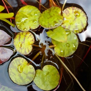 アマゾンフロッグピッド30株