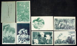 大正、昭和前期頃の 高山植物 絵葉書7枚 