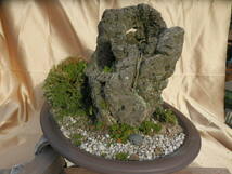 枯れ盆栽　盆石　14kg　高さ36cm_画像3