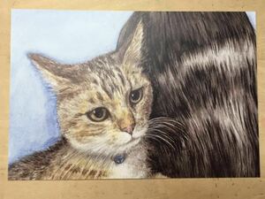 オリジナル 手描きイラスト ポストカード 猫 複製 キジトラ猫 水彩 【あおきしずか】