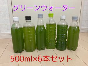 ★今だけ販売でお得★　ミドリムシ ユーグレナ 培養グリーンウォーター 500ml 6本セット 種水 メダカ 稚魚 エサ 育つ