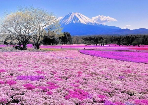 Fuji Shibazakura Mt. Fuji Lake Motosu Fuji Shibazakura Festival Sakura Malerei Stil Tapete Poster A2 Version 594 x 420 mm abziehbarer Aufkleber 041A2, Drucksache, Poster, Wissenschaft, Natur