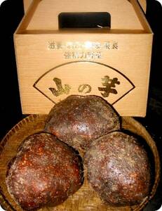 全国送料無料 丹波山の芋 つくね芋 最高級 プレミアム 篠山特選 1.5キロ (3～5個入) 新芋 ギフト