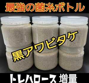 極上！黒アワビタケ菌糸瓶【6本】特殊アミノ酸強化配合　ニジイロクワガタに抜群！オオクワ、ヒラタ、ノコギリ系の初令、2令にもお薦めです